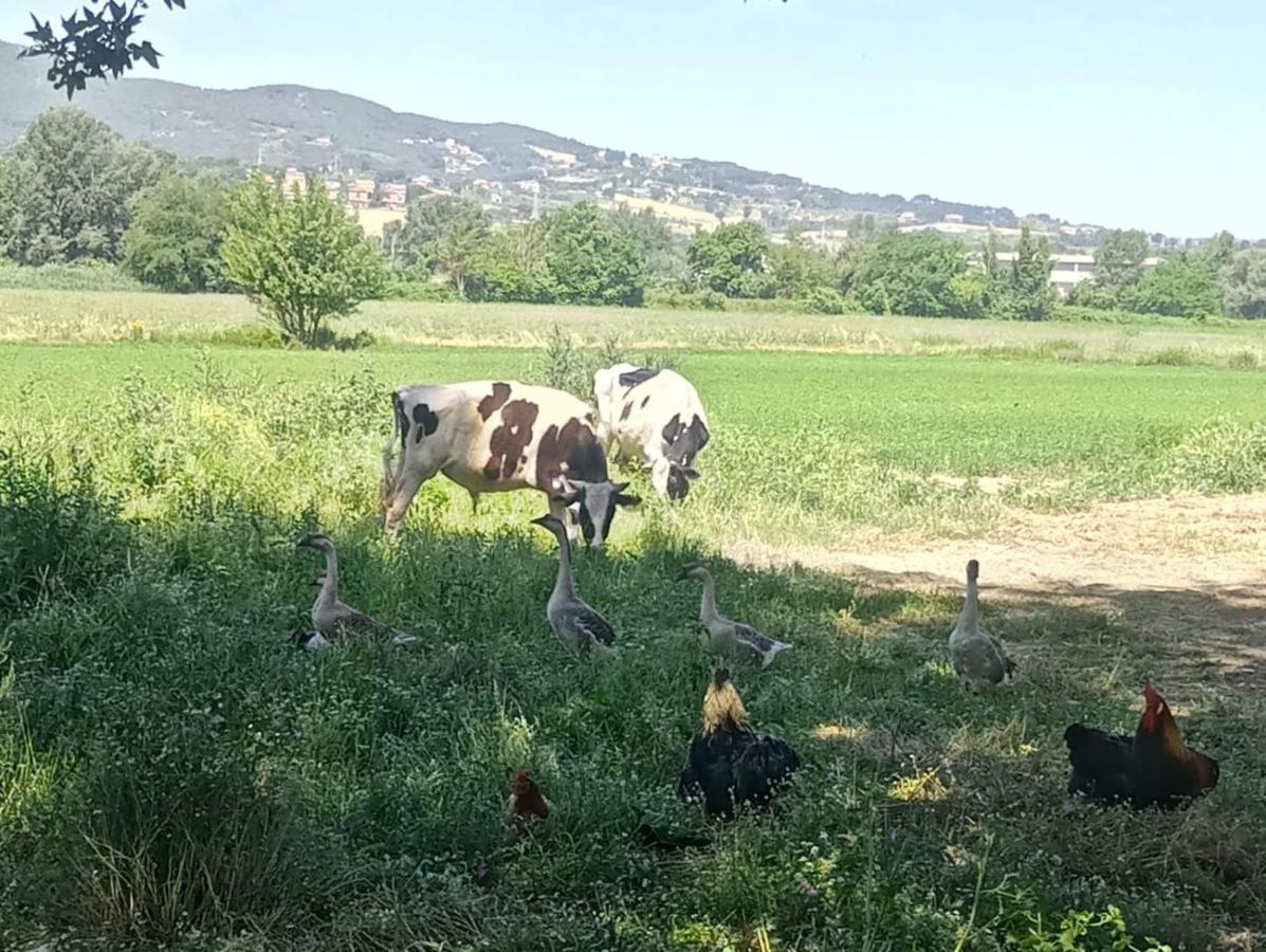 Agriturismo Tenuta Filippi Нарни Екстериор снимка