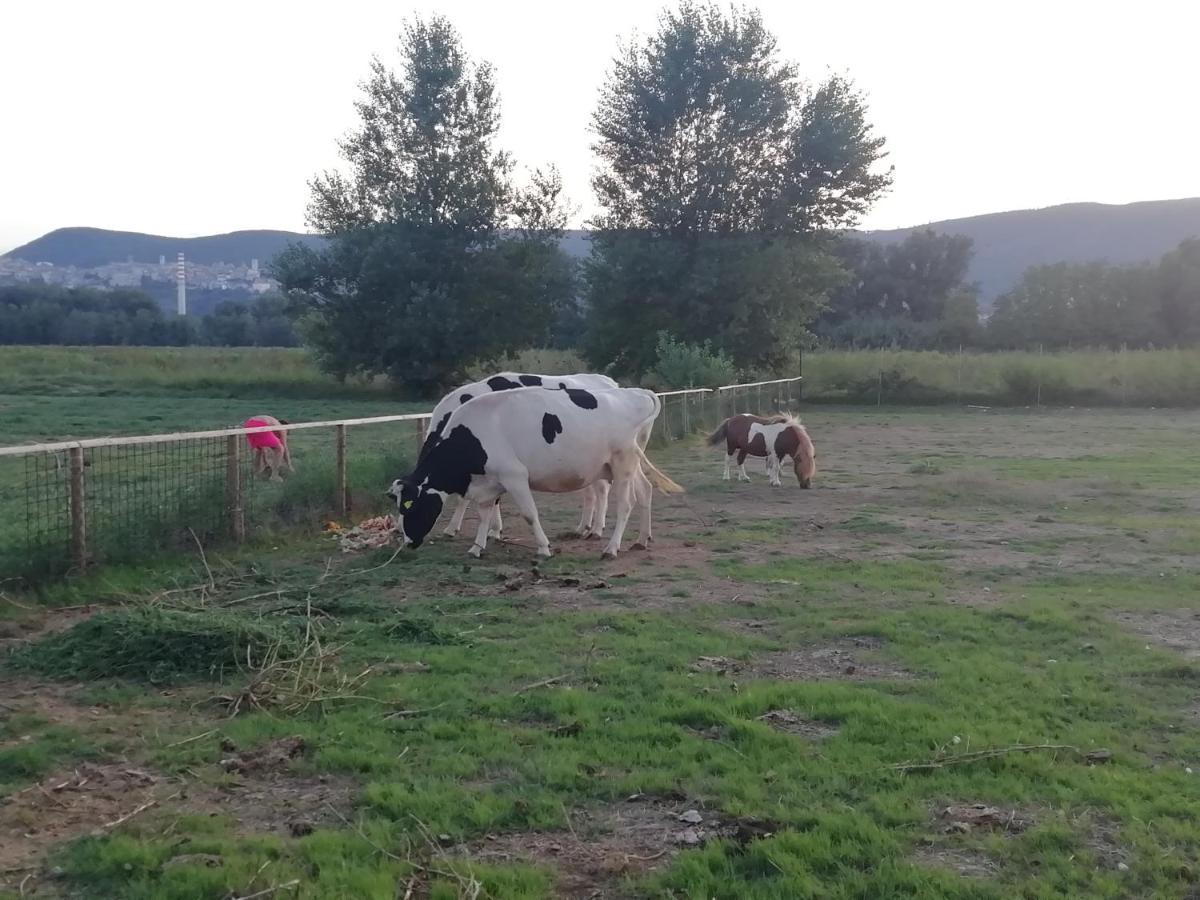 Agriturismo Tenuta Filippi Нарни Екстериор снимка